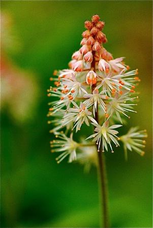 Foamflower Bloom