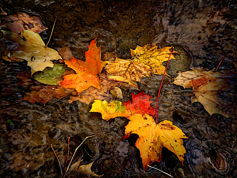 Autumn Stream