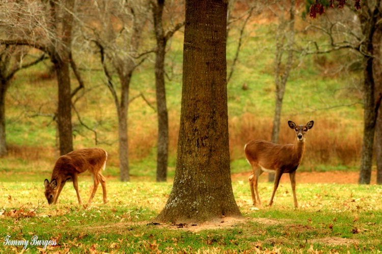 Grazing