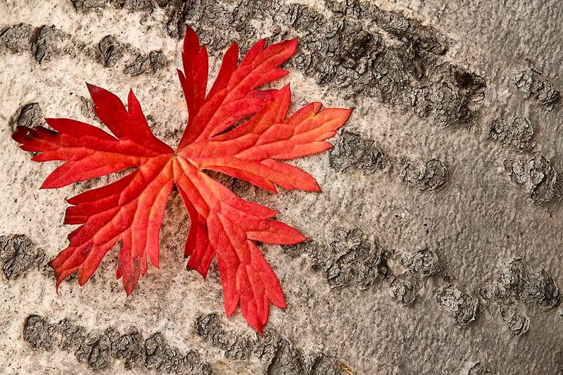 Red Leaf