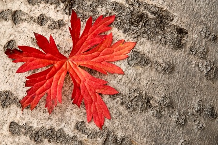 Red Leaf