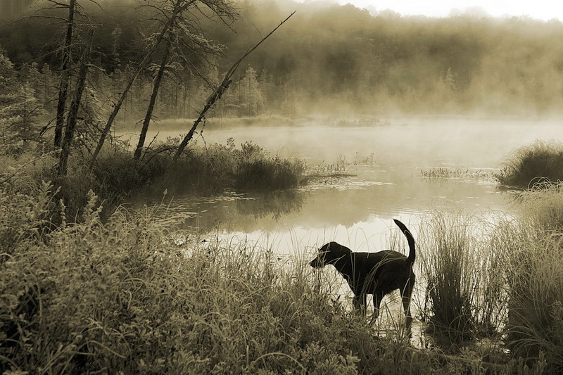 Swamp Dog