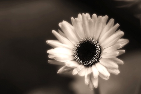 gerbera, in sepia