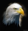 American Bald Eag...