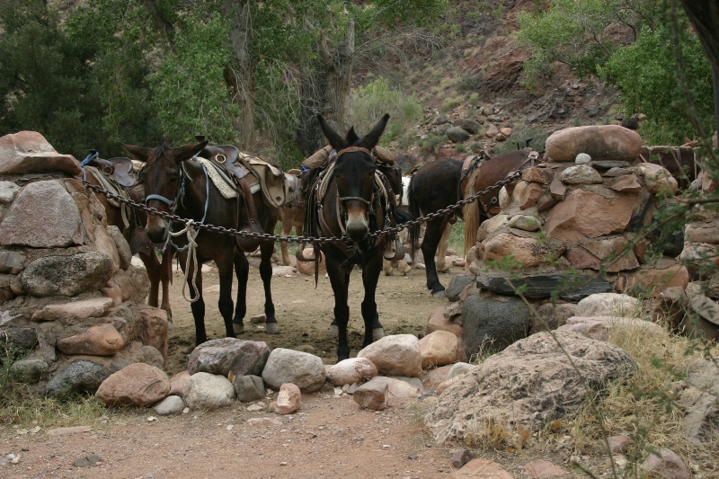 Phantom Ranch Mule Corral - ID: 7456400 © Patricia A. Casey