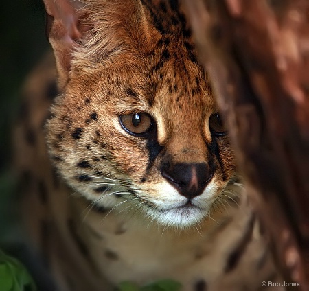 Secretive Serval