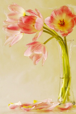 Pink Tulips