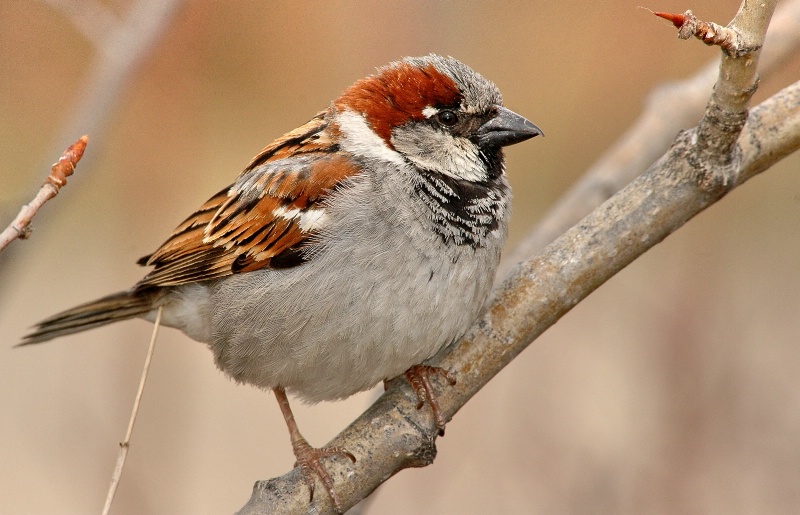 Just a little Sparrow... - ID: 7460527 © Doug Newman
