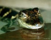 Little Gator