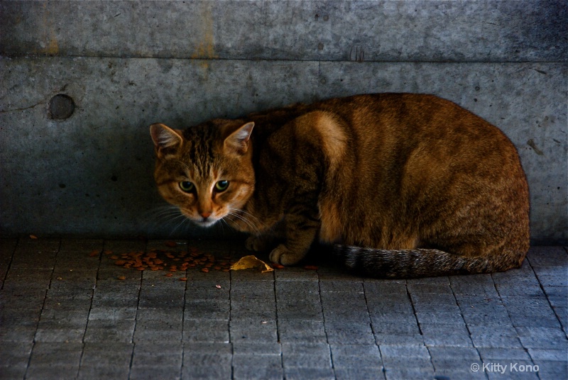 Stray Cat having Breakfast - ID: 7464280 © Kitty R. Kono