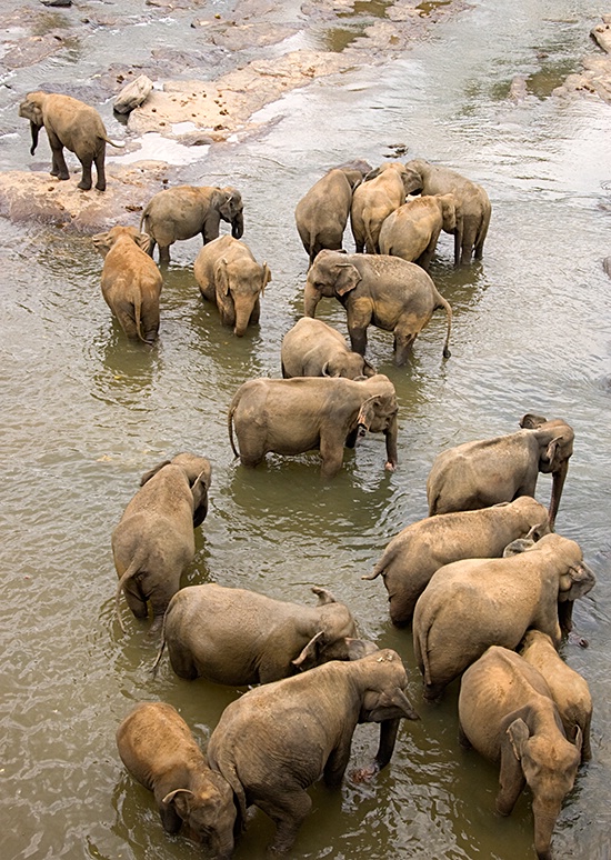 Elephant Orphanage, Kandy - ID: 7464780 © Mike Keppell