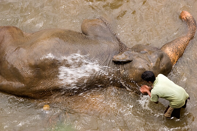 Elephant Wash, Kandy - ID: 7464781 © Mike Keppell
