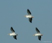 Pelican Brigade