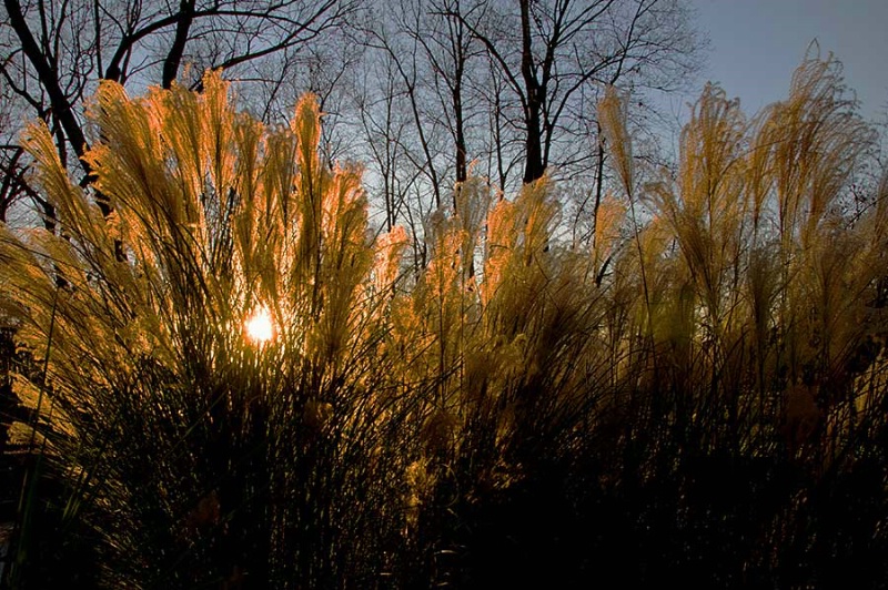 Grasses low view