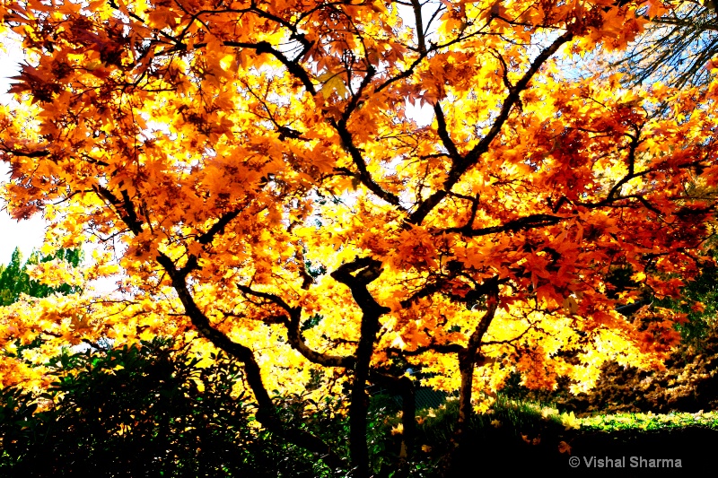 Butshart Gardens, Victoria, Canada