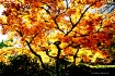 Butshart Gardens,...
