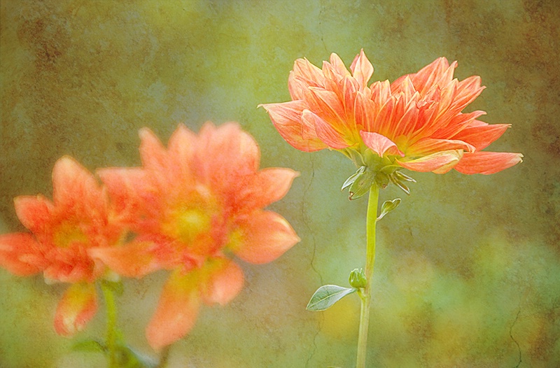 Dahlias al fresco  