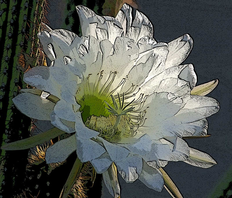 Cactus Flower Posterized - ID: 7477570 © Patricia A. Casey