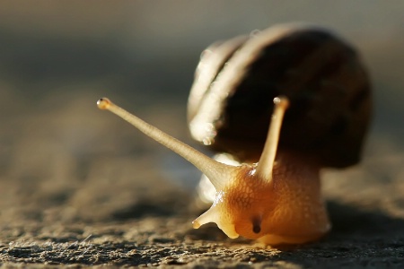 Snail's Pace