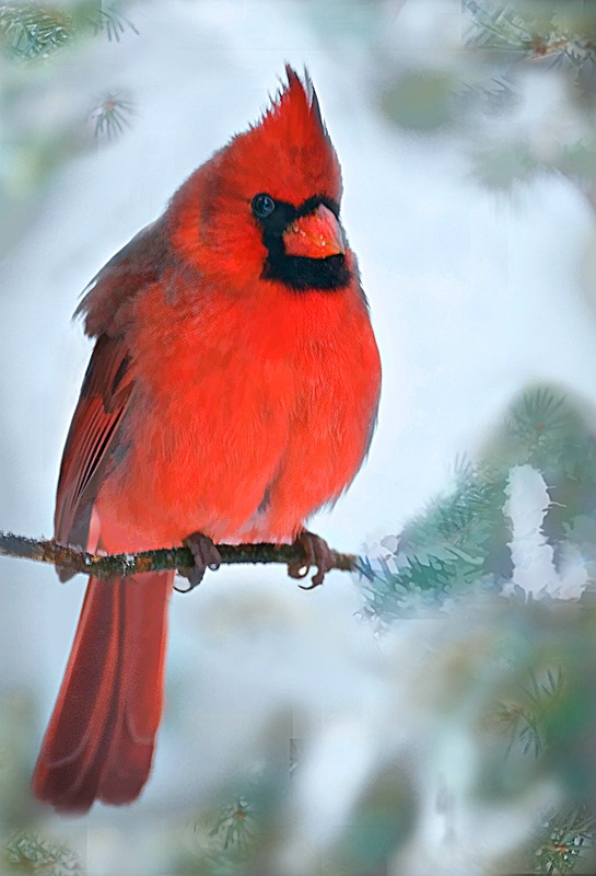 Winter Cardinal