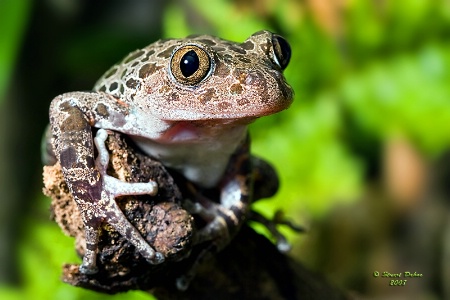 Senegal Running Frog