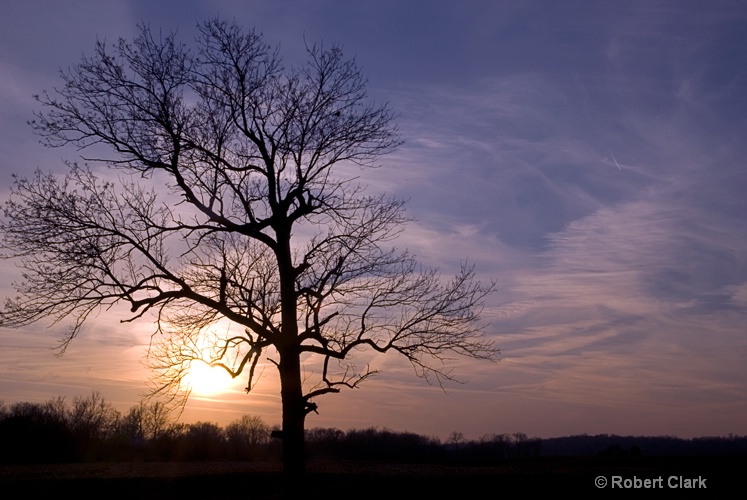Sunset Tree