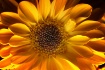 The "Sunrise&...
