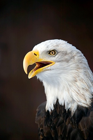 American Bald Eagle