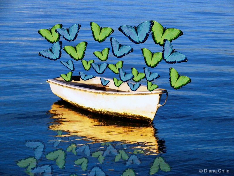 Boatload of Butterflies