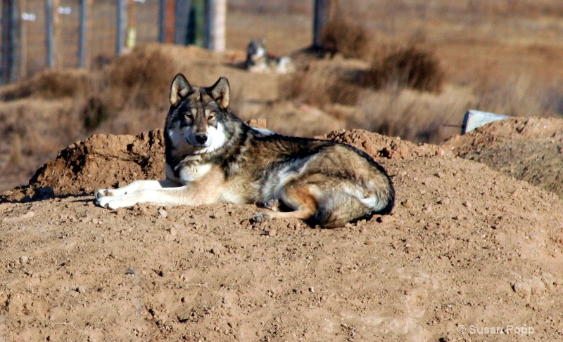 Leader of the Pack - ID: 7484386 © Susan Popp