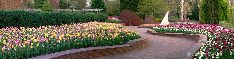 Tulips at Brookside