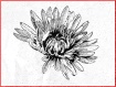 Sketch flower
