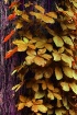 Leaves of Gold