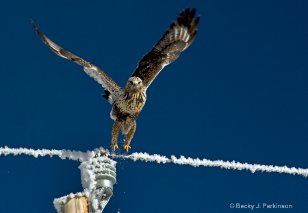 Juvenile Rough Legged Hawk