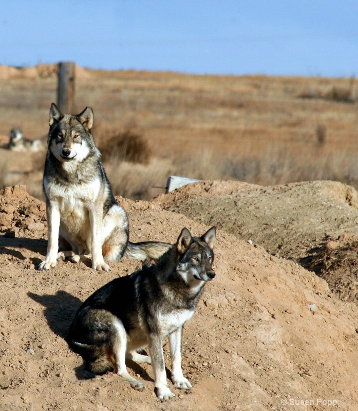 King of the Hill - ID: 7490782 © Susan Popp