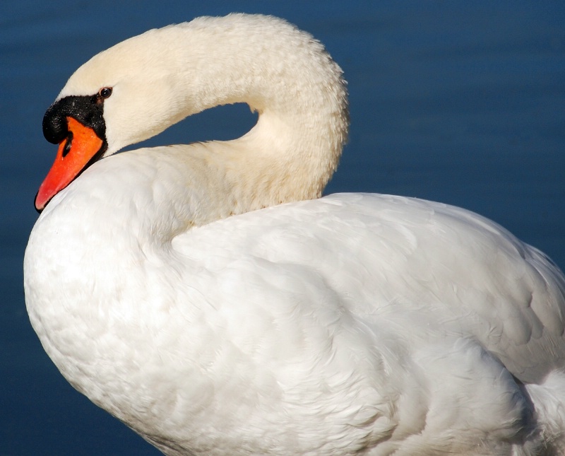 Sweet Swan