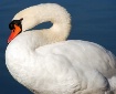 Sweet Swan