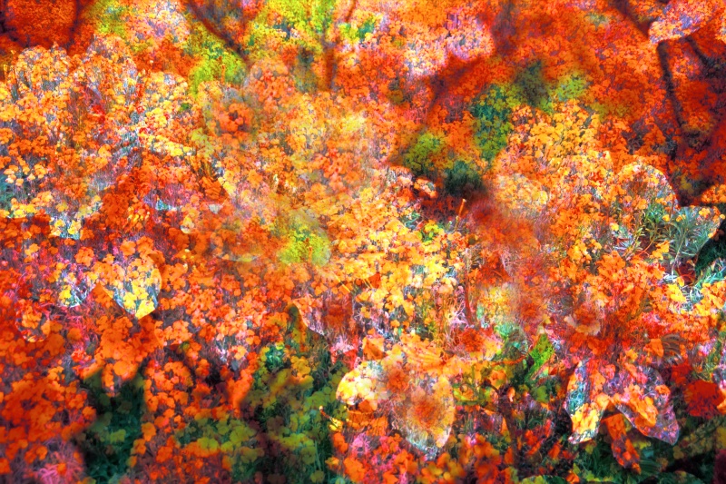 Autumn Spray - ID: 7491630 © John T. Sakai