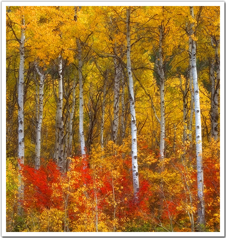 Autumn Colours