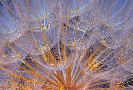 Goat's Beard Plant