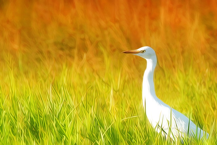 Egret in a Field