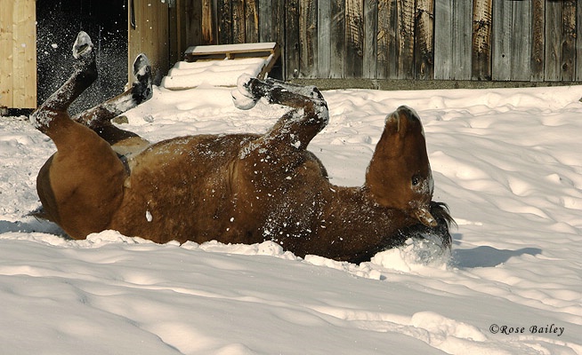 Making Snow Angels