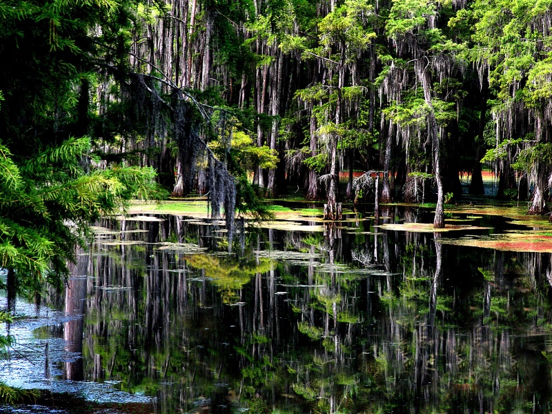 Another beautiful day on the bayou. 