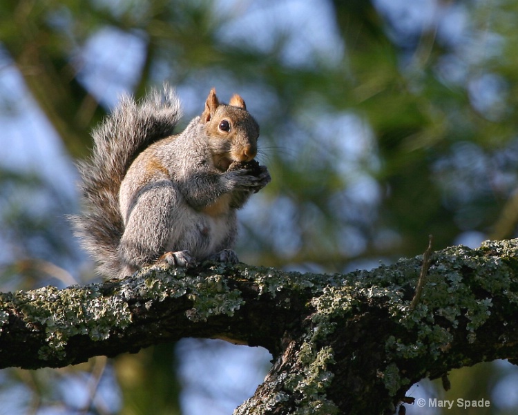 Walnut Eater