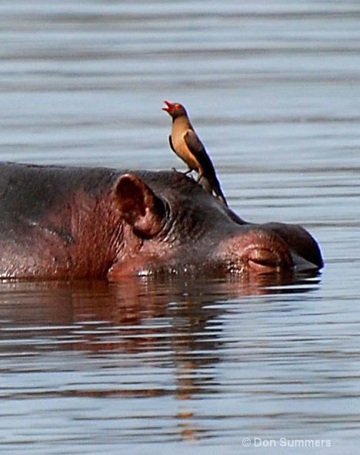 Hippo & Friend, Akagera N.P. Rwanda 2008 - ID: 7500648 © Donald J. Comfort