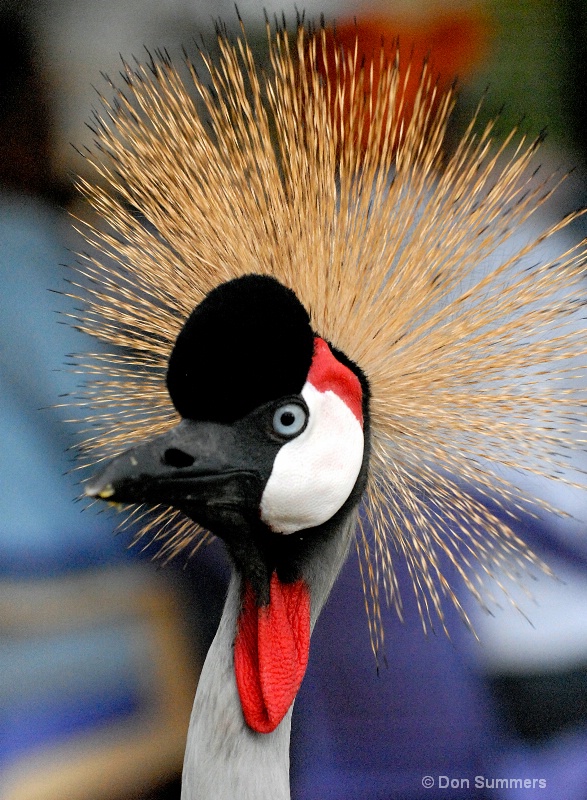 West African Crowned Crane, Rwanda 2008 - ID: 7500802 © Donald J. Comfort