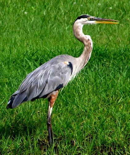 Heron 10