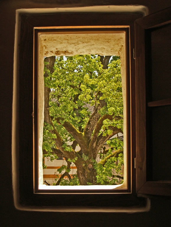 A tree through a window