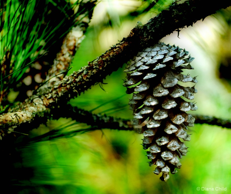 Pine Cone