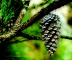 Pine Cone